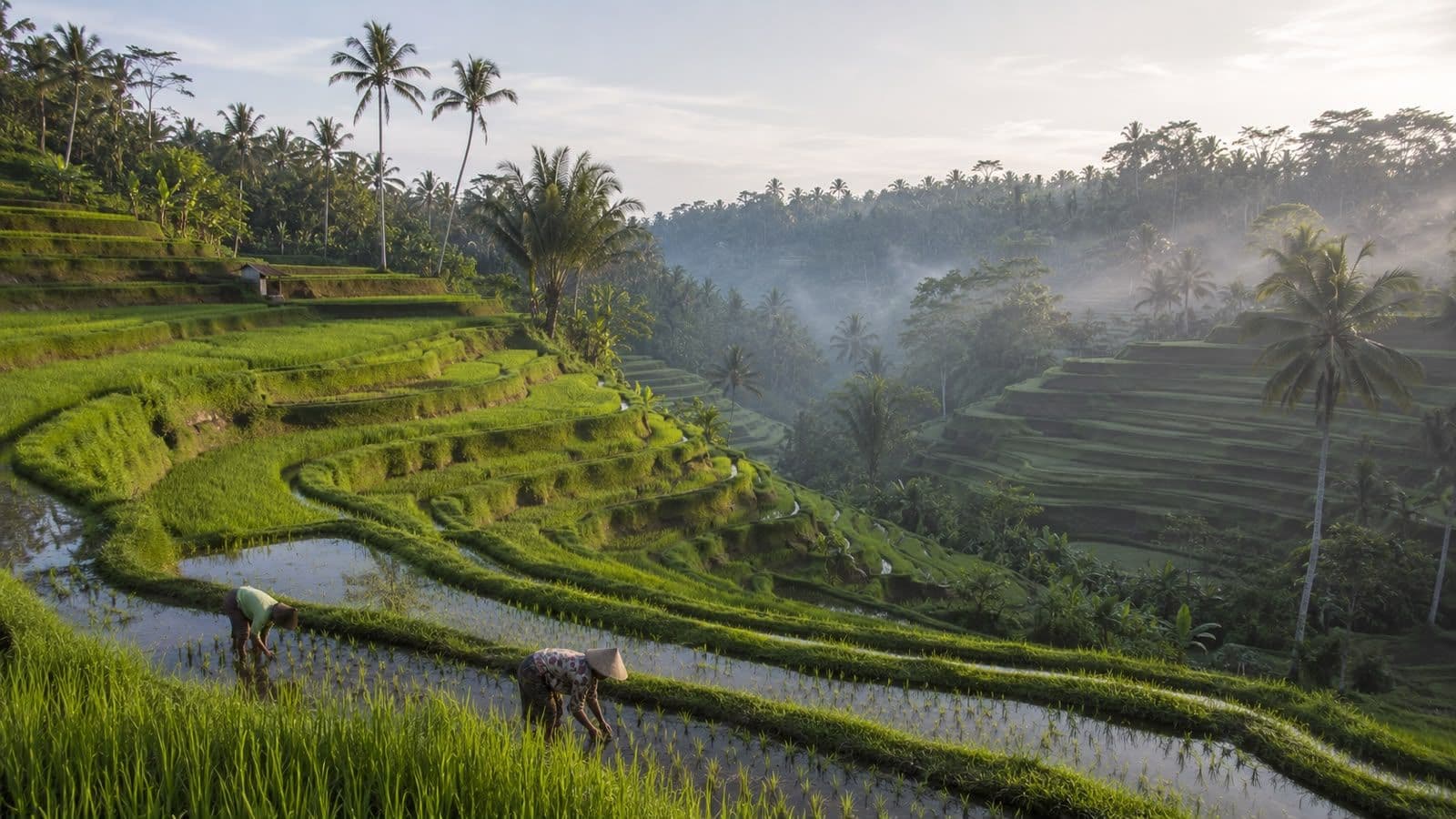 Panoramic view of Bali’s terraced rice fields surrounded by lush tropical forests and palm trees.