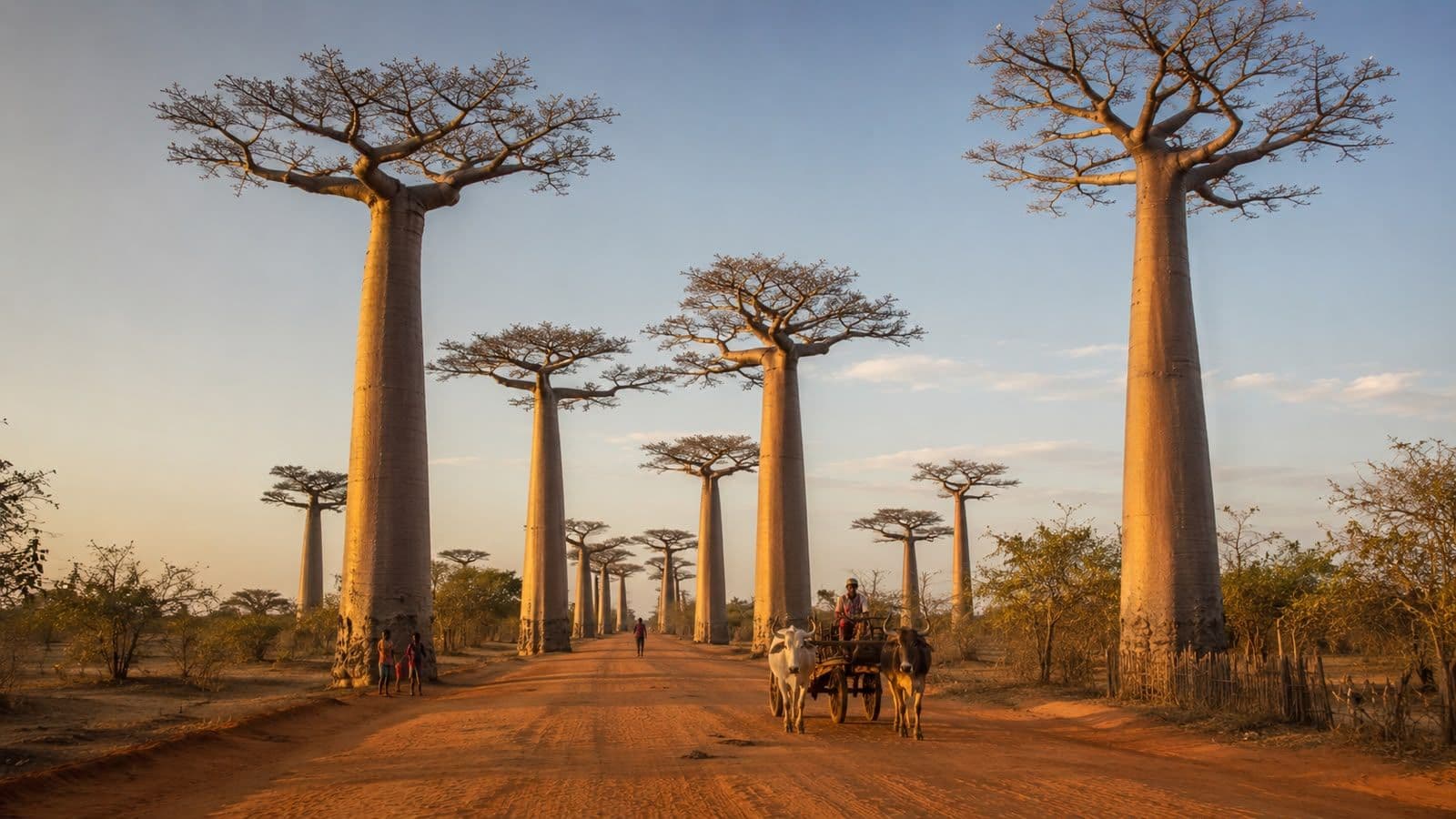 Baobab trees lining a dirt road in Madagascar at sunset