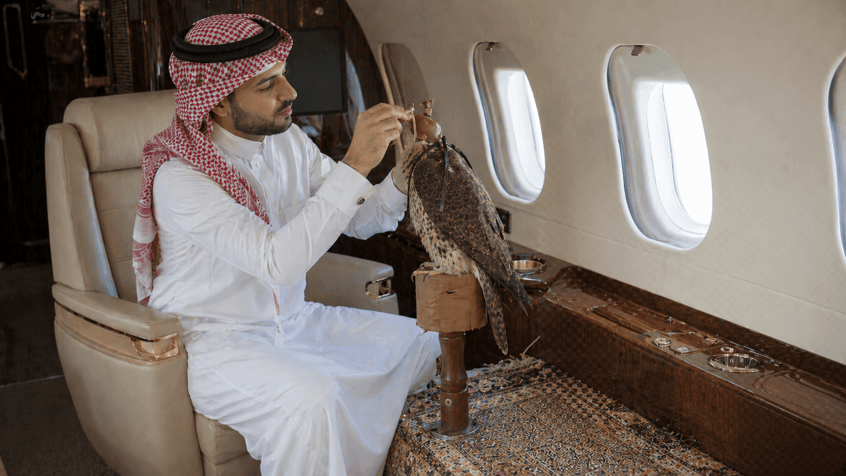 A falconer traveling aboard a luxury private jet while preparing a trained falcon
