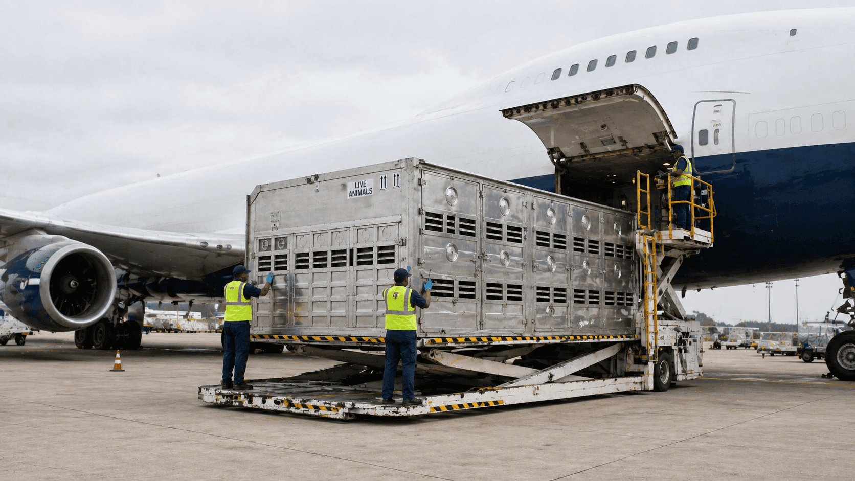 Ground crew loading live animal transport containers into an aircraft cargo hold.
